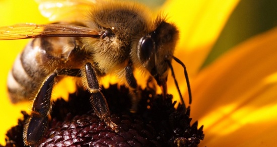 Пчелиный яд польза и вред
