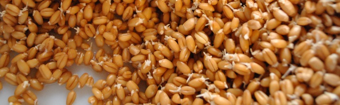 Проросшая пшеница
