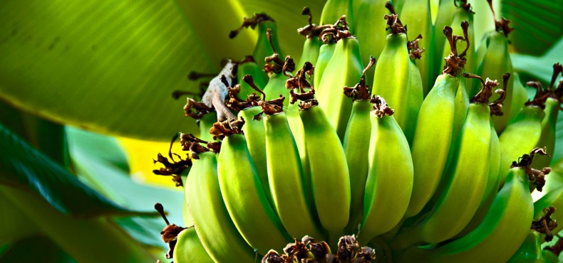 польза и вред зеленых бананов