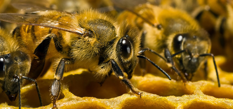 Лечение пчелами польза и вред